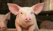 Результат пошуку зображень за запитом свиня коли з'явилася в америці"